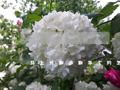 马上分期逾期半个月怎么处理 马上分期逾期半个月怎么处理