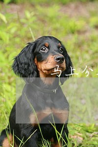 马上分期逾期半个月有什么后果 马上分期逾期半个月有什么后果