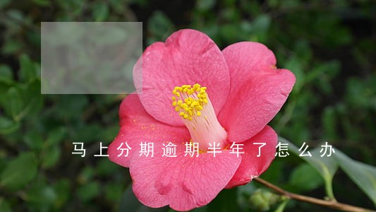 马上分期逾期半年了怎么办 马上分期逾期半年了怎么办