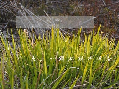 马上分期逾期半年会