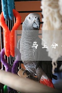马上分期逾期发律师函 马上分期逾期发律师函
