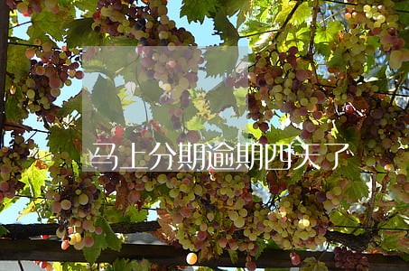 马上分期逾期四天了 马上分期逾期四天了