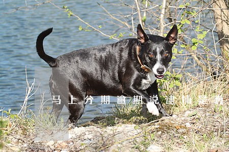 马上分期逾期说逮捕是真的吗 马上分期逾期说逮捕是真的吗