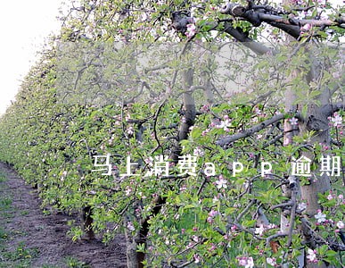 马上消费app逾期多久会上征信 马上消费app逾期多久会上征信