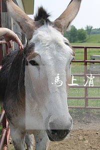 马上消费三万逾期十几天 马上消费三万逾期十几天