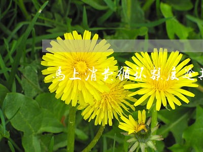 马上消费循环额度逾期会上征信吗