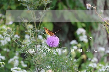 马上消费欠款逾期没还 马上消费欠款逾期没还