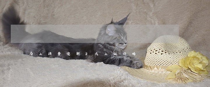马上消费逾期2天上征信吗 马上消费逾期2天上征信吗