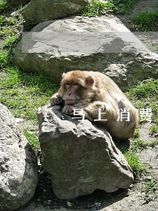 马上消费逾期一天会上征信吗 马上消费逾期一天会上征信吗