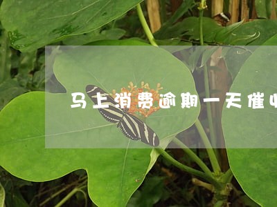 马上消费逾期一天催收 马上消费逾期一天催收