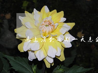 马上消费逾期一天怎么办 马上消费逾期一天怎么办