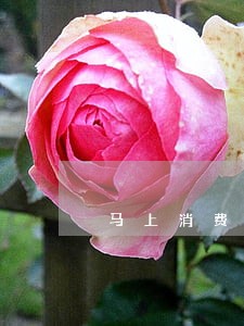 马上消费逾期一天怎么扣钱 马上消费逾期一天怎么扣钱