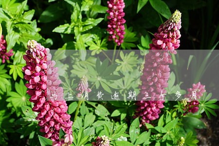 马上消费逾期三个多月 马上消费逾期三个多月