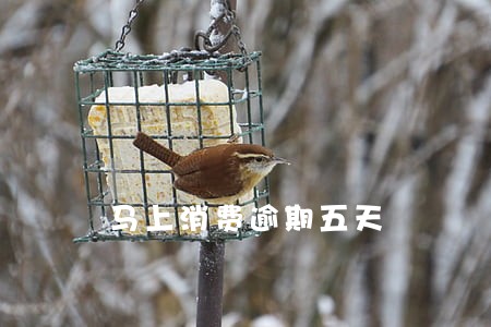 马上消费逾期五天 马上消费逾期五天