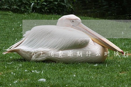 马上消费逾期什么时候打电话 马上消费逾期什么时候打电话