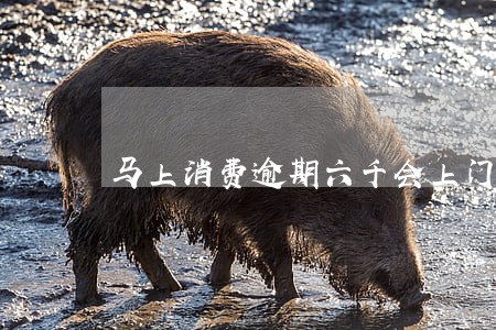 马上消费逾期六千会上门嘛 马上消费逾期六千会上门嘛