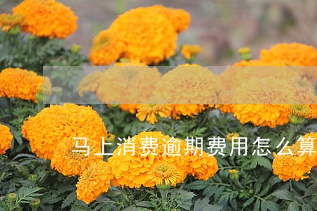 马上消费逾期费用怎么算 马上消费逾期费用怎么算
