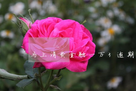 马上消费金融一万3逾期 马上消费金融一万3逾期