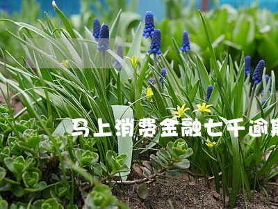 马上消费金融七千逾期 马上消费金融七千逾期