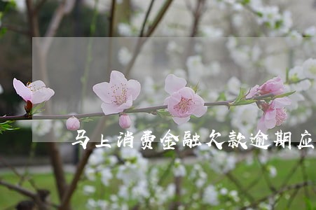 马上消费金融欠款逾期应该怎么办 马上消费金融欠款逾期应该怎么办