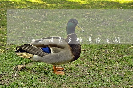 马上消费金融消除逾期 马上消费金融消除逾期