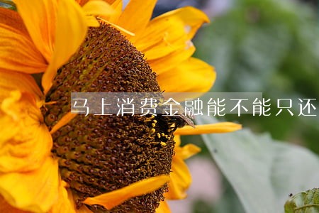 马上消费金融能不能只还本金 马上消费金融能不能只还本金