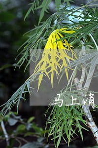 马上消费金融软件逾期 马上消费金融软件逾期