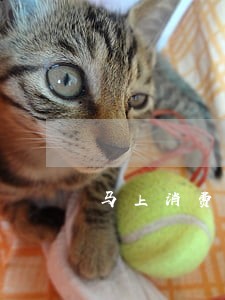 马上消费金融逾期8个月 马上消费金融逾期8个月