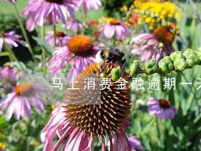 马上消费金融逾期一天利息 马上消费金融逾期一天利息