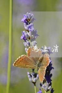 马上消费金融逾期一天多少钱 马上消费金融逾期一天多少钱