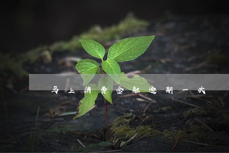 马上消费金融逾期一次 马上消费金融逾期一次