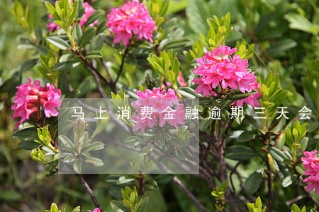 马上消费金融逾期三天会上门吗 马上消费金融逾期三天会上门吗
