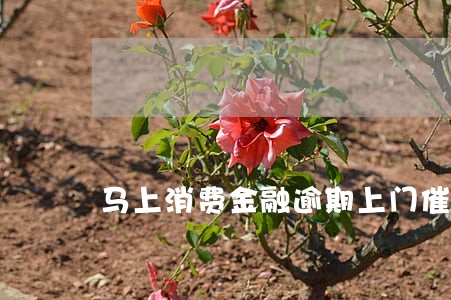 马上消费金融逾期上门催收 马上消费金融逾期上门催收