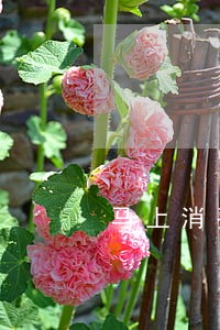 马上消费金融逾期了会影响征信吗 马上消费金融逾期了会影响征信吗