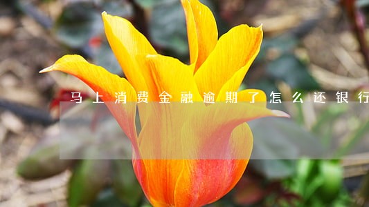 马上消费金融逾期了怎么还银行卡 马上消费金融逾期了怎么还银行卡