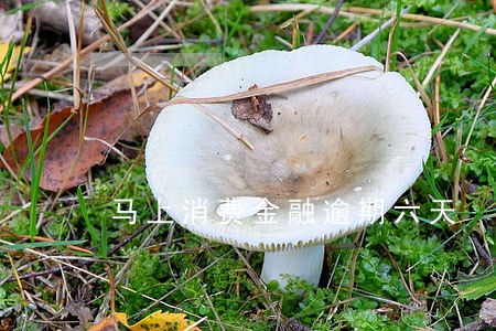 马上消费金融逾期六天 马上消费金融逾期六天