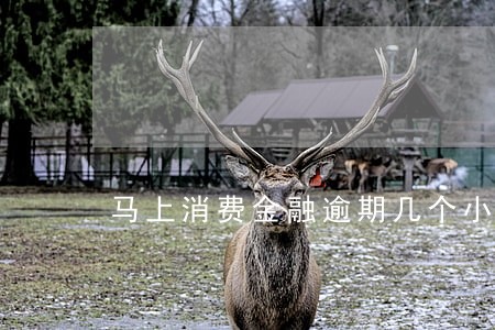 马上消费金融逾期几个小时 马上消费金融逾期几个小时