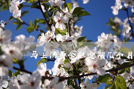 马上消费金融逾期几个月了 马上消费金融逾期几个月了