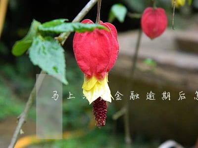 马上消费金融逾期后怎么办 马上消费金融逾期后怎么办