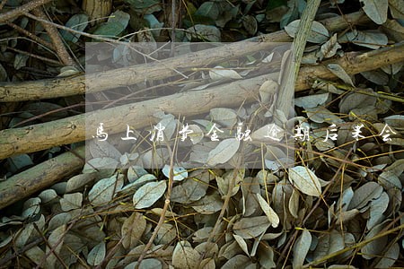 马上消费金融逾期后果会怎么样 马上消费金融逾期后果会怎么样