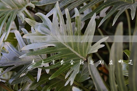 马上消费金融逾期在哪还款