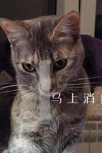 马上消费金融逾期多久才会上门 马上消费金融逾期多久才会上门