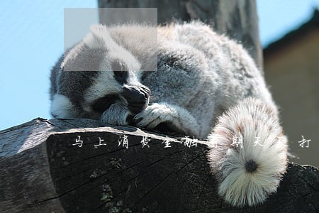 马上消费金融逾期天天打电话 马上消费金融逾期天天打电话