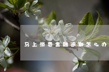 马上消费金融逾期怎么办 马上消费金融逾期怎么办