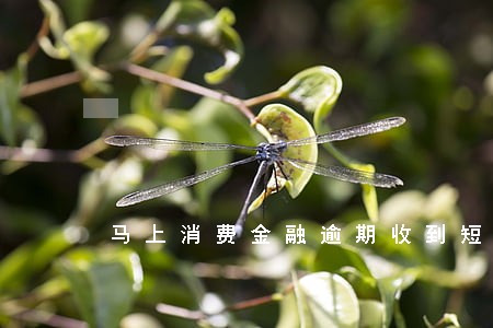 马上消费金融逾期收到短信立案 马上消费金融逾期收到短信立案
