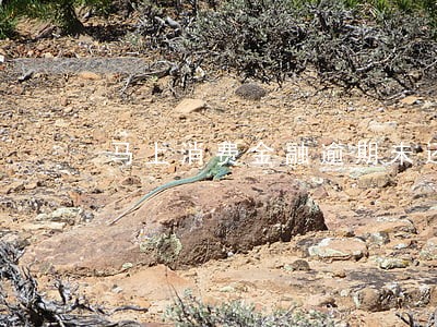 马上消费金融逾期未还说报案 马上消费金融逾期未还说报案