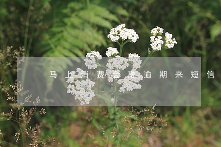 马上消费金融逾期来短信说要上门