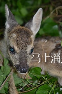 马上消费金融逾期罚息 马上消费金融逾期罚息