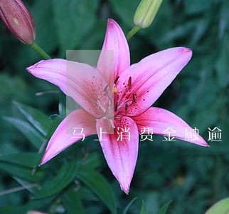 马上消费金融逾期要上门