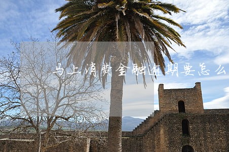 马上消费金融逾期要怎么一点点还